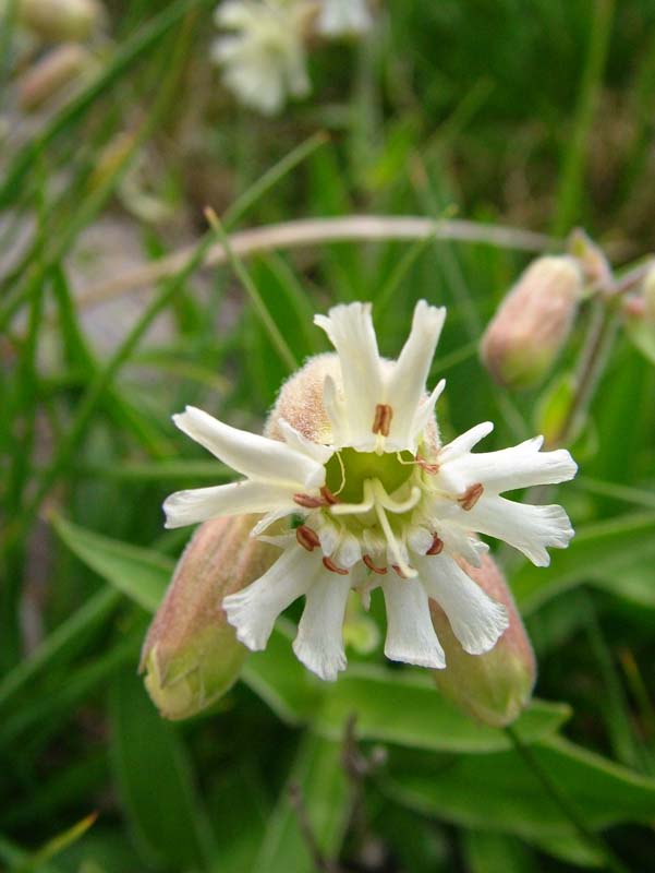 Silene lanuginosa / Silene lanuginosa